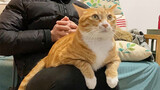 An orange cat likes its owner's shaking lap.