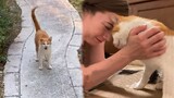 Stray Kitten Ran Up To The Woman House And Becomes Her Best Friend - Save A Cat