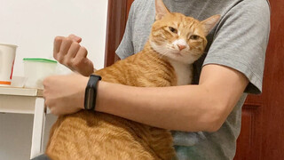 [Động vật]Chú mèo cam chủ động làm nũng