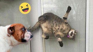 Funniest Cats And Dogs Videos 😁 - Best Funny Animal Videos 2023 🥰