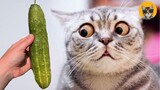 Cat Vs Cucumber- Funny Cat Reaction Videos 2021| Pets House
