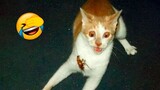 Video Kucing Lucu Banget Bikin Ngakak #36 | Kucing dan Anjing | Kucing Lucu Imut