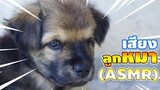 เสียงลูกหมาร้องน่ารักๆเอาไว้แกล้งเด็ก เปิดแกล้งหมา (ASMR) Puppy Sound | CHANAWAN