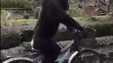 Kong yang sedang bersepeda. 😯