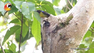 Taukah Kalian dengan Burung Madu Polos