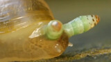 The Distome That Turns A Snail into A Zombie