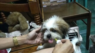 #Shih tzu#Puppy#Vits time#Gusto- gusto ni tuffy,