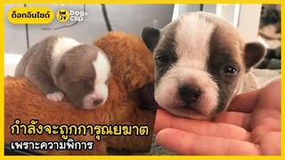 กำลังจะถูกการุณยฆาต เพราะความพิการ | Dog's Clip