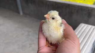 Egg Hatching Into Chicken Wonderful Process