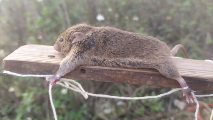 [Video Lucu] Tikus, aku akan menghadapi badai