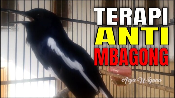 KACER ANTI MBAGONG, KACER JENIS INI MANTAP UNTUK MASTERAN KACER BAKALAN