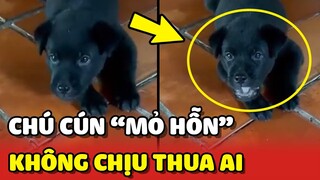 Chiếc cún "MỎ HỖN" không chiu THUA AI khiến Sen nhức đầu 😂 | Yêu Lu