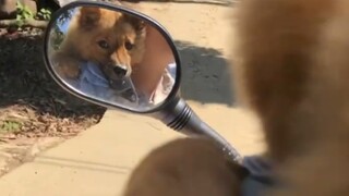 Puppy: "The car is not expensive and there is a seat for me."