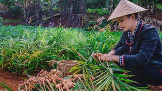 Gia vị bốn mùa: Gừng, buổi sáng ba lát gừng, mùa đông uống canh sâm