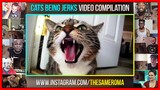 Cats Being Jerks Video Compilation FailArmy Reactions Mashup