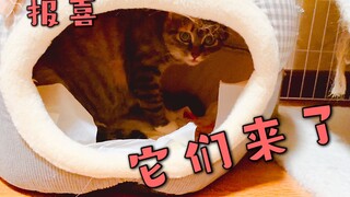 大半夜公猫拼命大叫，原来是母猫正在生产