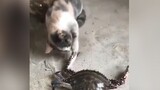 [Humor]Kucing Dijepit Kepiting Hingga Menjerit