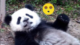 [Panda Raksasa Jixiao] Tidak Boleh Tidur Sebelum Susu Malam Diberikan!