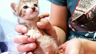 Tiny Little Kitten ทำ ที่คาดไม่ถึงและเหลือเชื่อ!