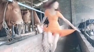 [Humor]Sapi: Wanita Ini Tidak Seperti Wanita!