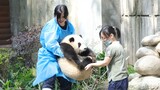 Two People Carrying One Panda