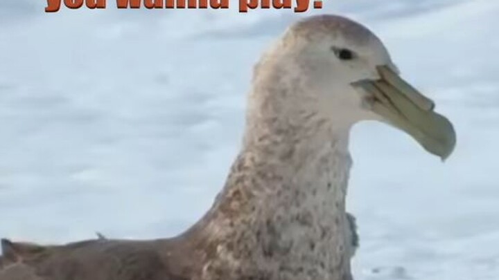 penguins day out