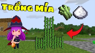 Minecraft Cách trồng cây mía - How to find Sugar Cane