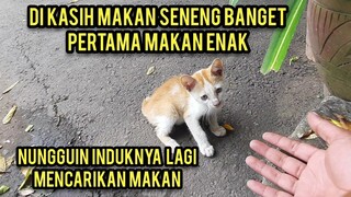 Anak Kucing Bingung Sedang Menunggu Induknya Di Jalanan Tapi Gak Balik - Balik Sampai Kelaparan..!