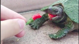 [Funny compilation] Tortoise: What the fuck are you doing, man?