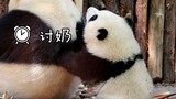大熊猫和花：陈园润，到点喂我奶了。