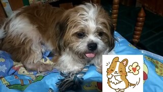 #shihtzu#antok na baby Tuffy namin@Gina Lubang