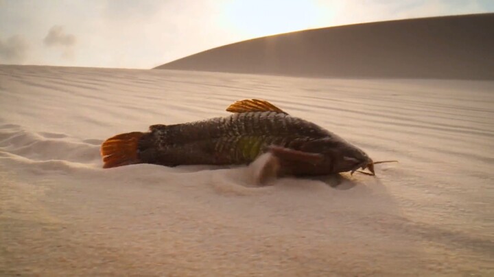 Catfish crawling in the desert
