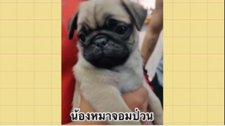 เพื่อนตัวน้อย สัตว์เลี้ยงแสนซน : น้องหมาจอมป่วน