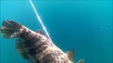 Spearfishing brown-spotted grouper /kerapu bubur