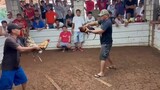SAIPAN battle of the champion elimination 2 cock derby 2022