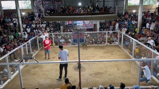 Spoiled Grey 1st Fyt Champion 2hits Ulutan at Barugo Cockpit Arena