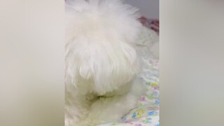 Chỉ vì không cho đi chơi mà bạn hờn sen bằng ánh mắt ấy 😭chó_cưng chócute chócon chópoodle chó poodle