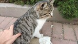 [Động vật]Mèo hoang dễ gần trong khu dân cư