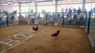 malupit ang kalaban... sayang ang manok...