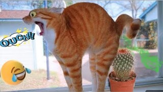 New Funny  Random cat and dogs videos#Funniest pets compailtion of 2024