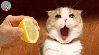 Try Not To Laugh - Dogs And Cats Reaction To Food #2| MEOW