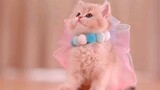 cute cat