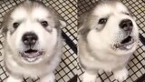 [สัตว์]สุนัขแสนซนและตลก