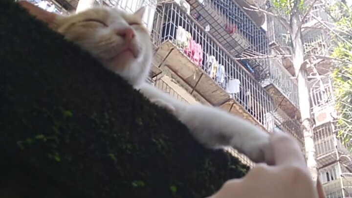 Kucing Liar Tidur Tidak Memperhatikan Ada Orang Jahat Memainkan Cakarnya