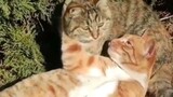 Cat-senpai and Cat-senpai