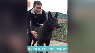 T3: Review Trại Chó Khánh Hưng Malinois nhamtuattv nhamtuat nttv chó chó_cưng thúcưng