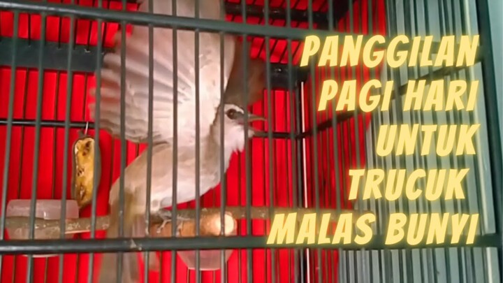 Suara Trucuk Memanggil Lawan di Pagi Hari Biar Gacor