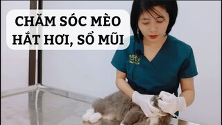 Cách chăm sóc mèo bị ho, hắt xì, sổ mũi (viêm đường hô hấp)