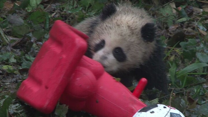 Pandas, Can You Make Yourselves Dirtier?