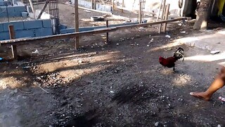 ❤️🐓